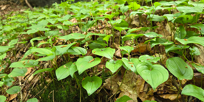 Zweiblättriges Schattenblümchen, Foto: Geib
