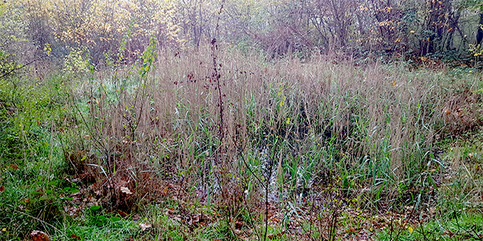 Tümpel am Rübenköpfchen, Foto W. Kopp