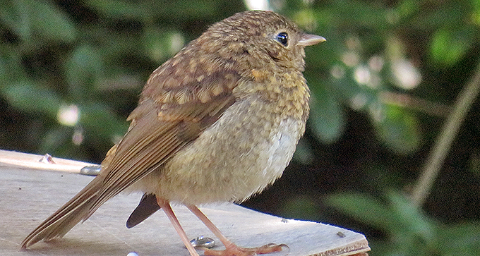 junges Rotkehlchen, Foto: M. Geib