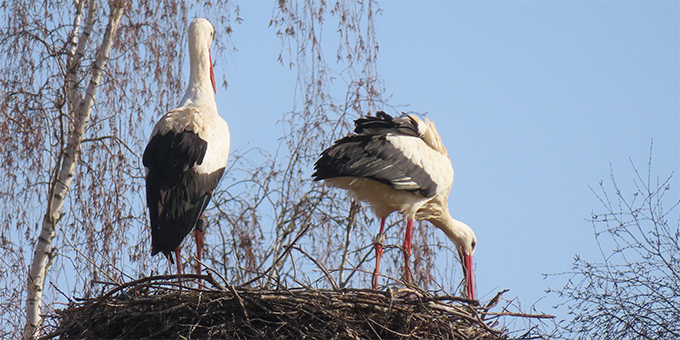 Storchenpaar in Limbach, Foto: Geib