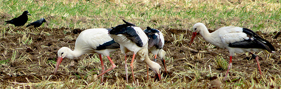 Störche in Altstadt, Foto: M. Geib